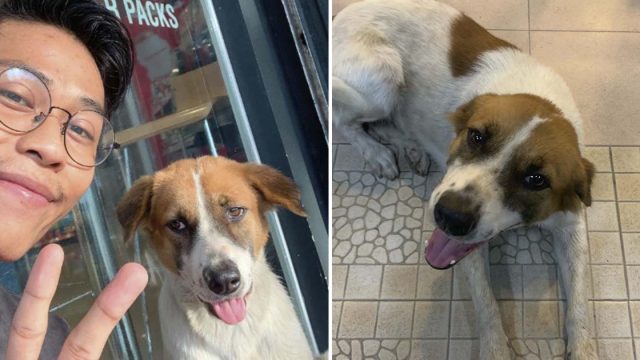 Perrita sin hogar rastrea lugar de trabajo de chico que fue amable con ella