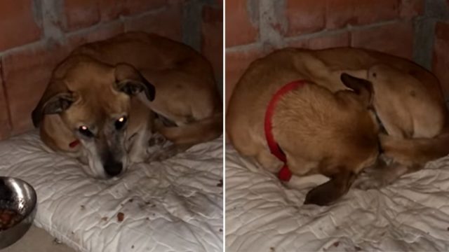 Perrita usada para la cría esconde su cara
