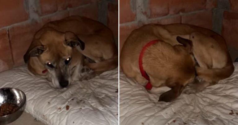 Perrita usada para la cría esconde su cara