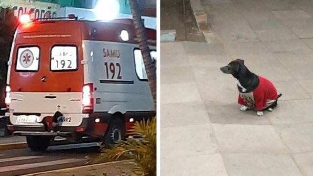 Perrito fiel sube a ambulancia para acompañar a su padre al hospital