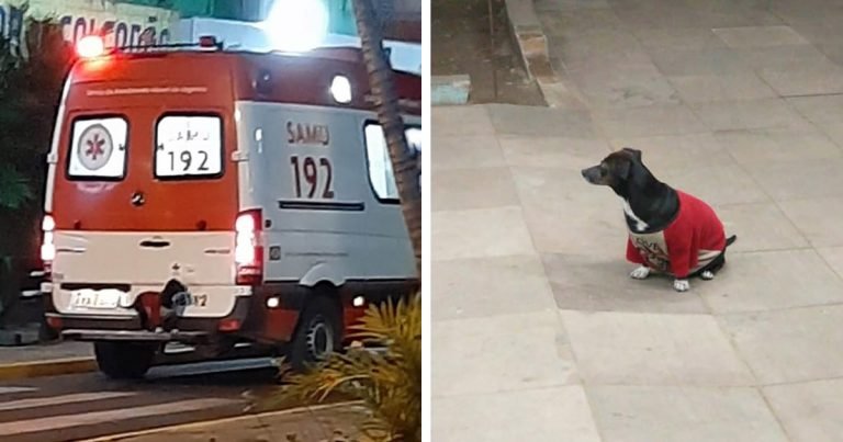 Perrito fiel sube a ambulancia para acompañar a su padre al hospital