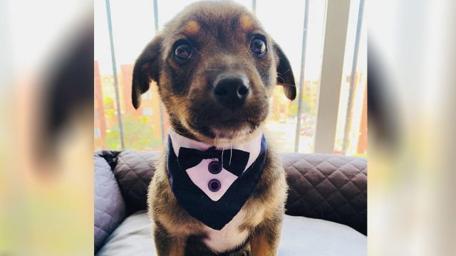 Perrito plantado el día de su adopción se hace viral y encuentra hogar