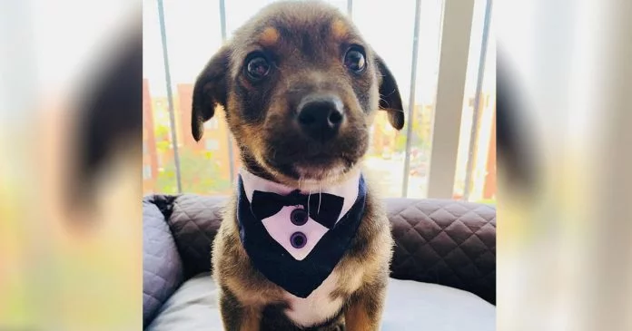 Perrito plantado el día de su adopción se hace viral y encuentra hogar