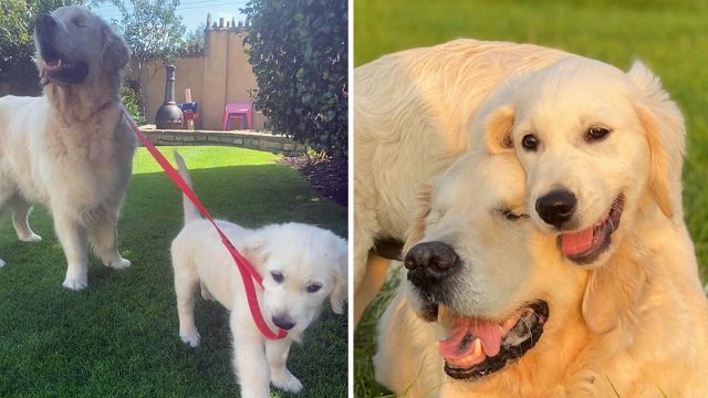 Perro ciego tiene propio cachorro guia