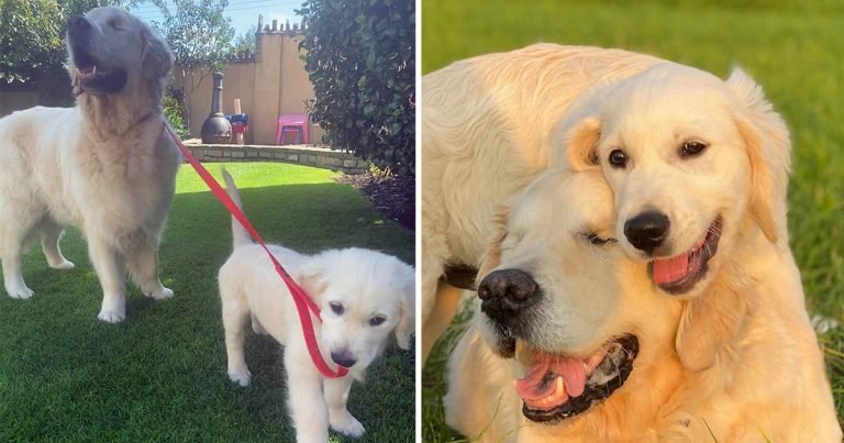 Perro ciego tiene propio cachorro guia
