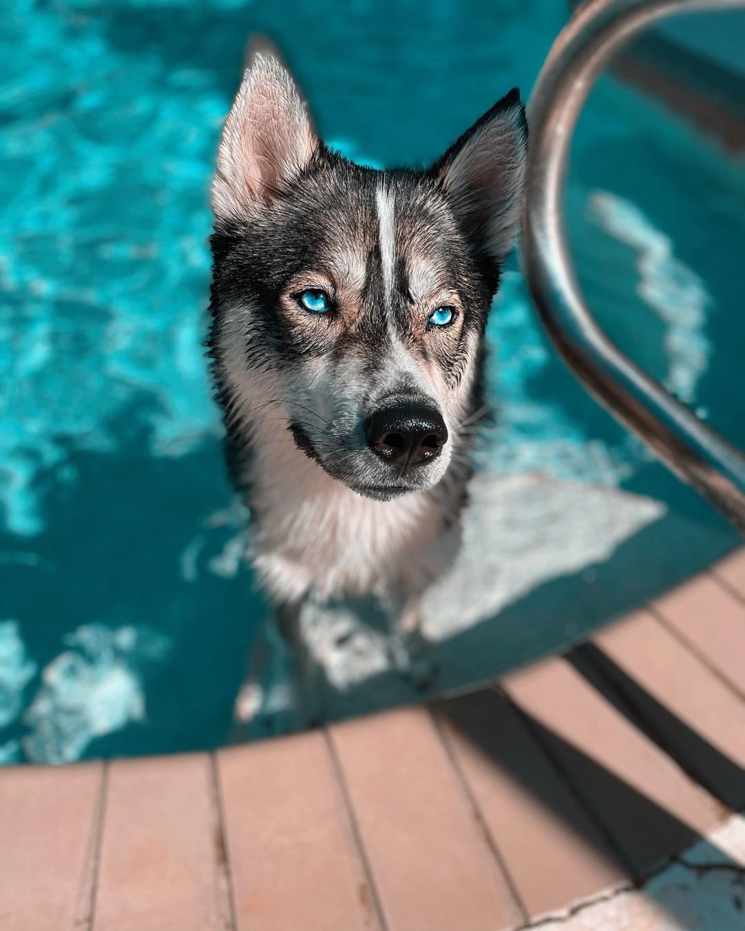Perro disfruta la piscina