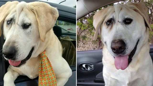 Perro es abandonado una y otra vez