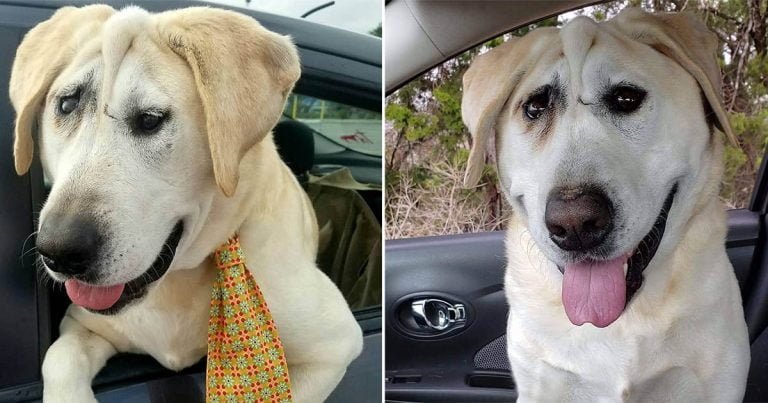 Perro es abandonado una y otra vez
