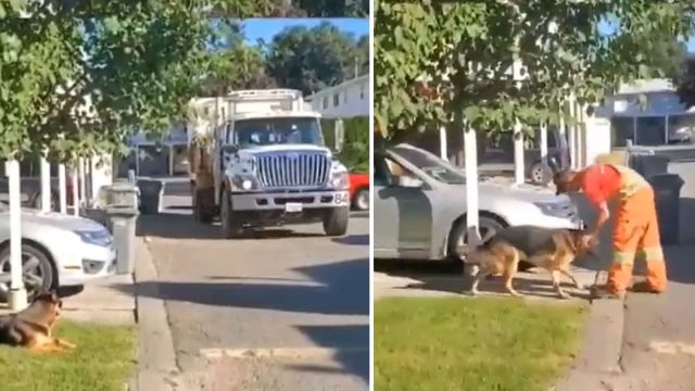 Perro espera pacientemente al conductor del camión de basura