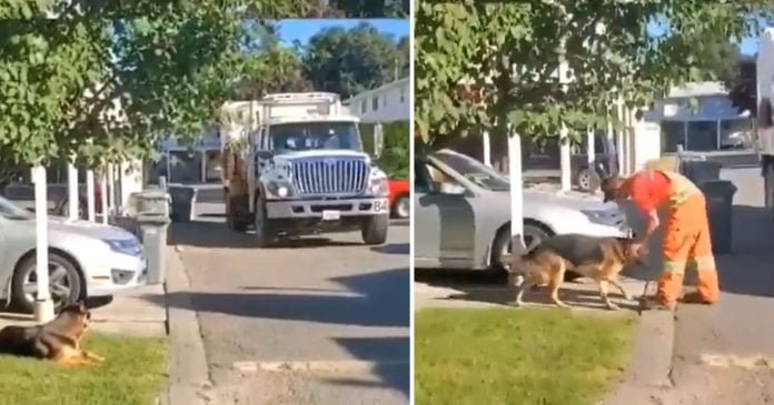 Perro espera pacientemente al conductor del camión de basura