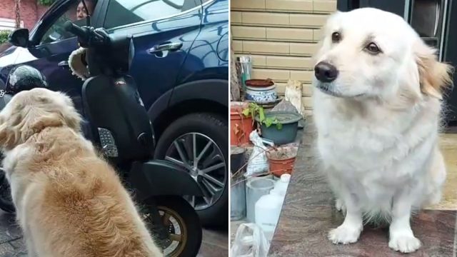 Perro no quiere papá trabajar recurre mirada triste