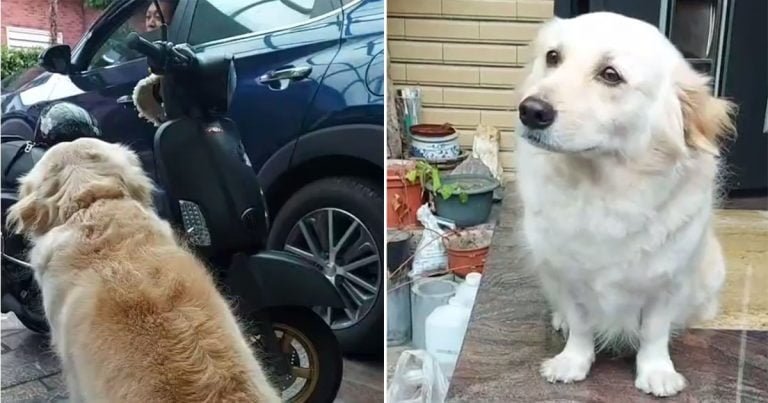 Perro no quiere papá trabajar recurre mirada triste