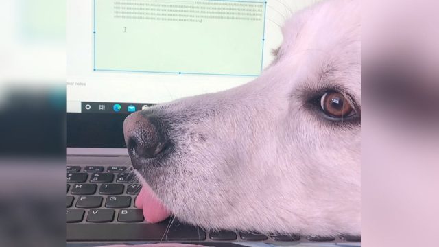 Perro sabe cómo distraer a mamá de sus deberes escolares