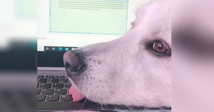 Perro sabe cómo distraer a mamá de sus deberes escolares