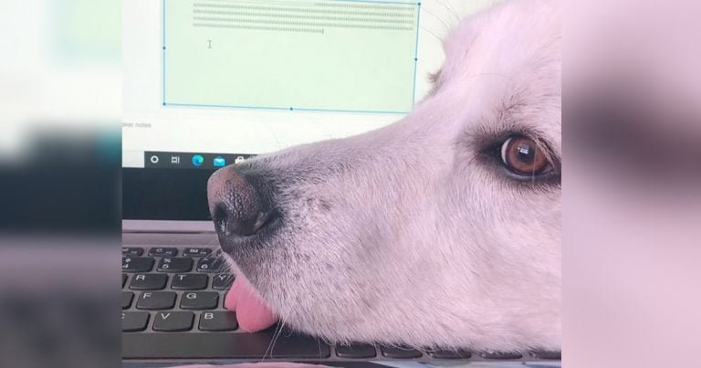 Perro sabe cómo distraer a mamá de sus deberes escolares