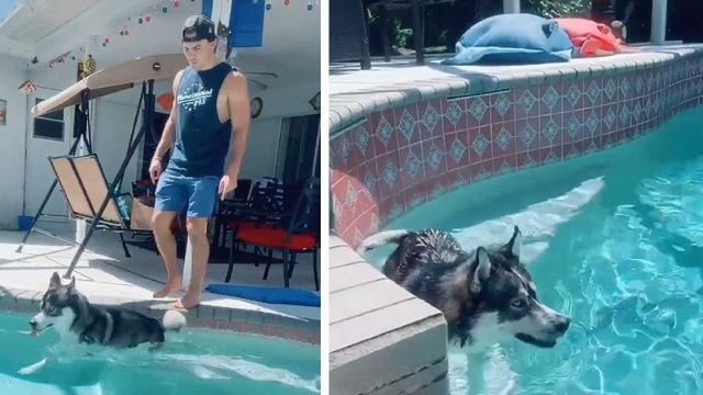 Perro se esconde en la piscina cada vez que hace algo malo