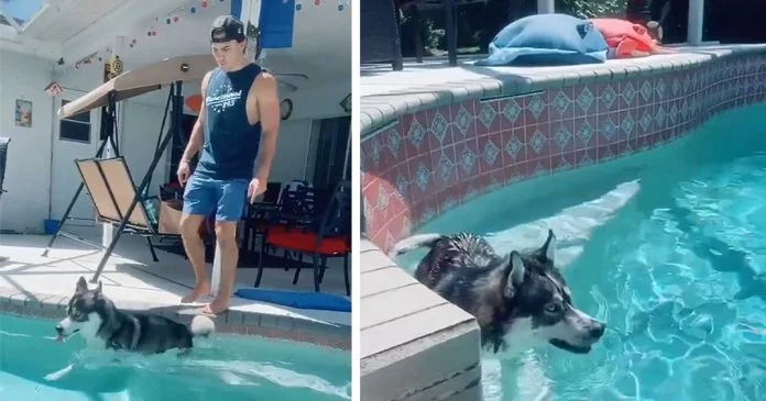 Perro se esconde en la piscina cada vez que hace algo malo