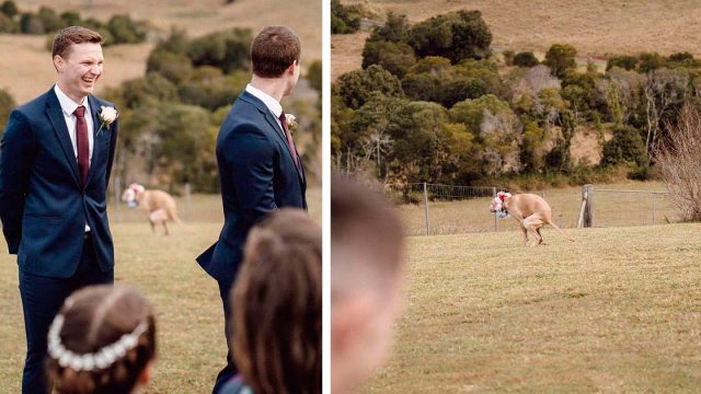 Perro se roba el show durante la ceremonia de boda de sus padres