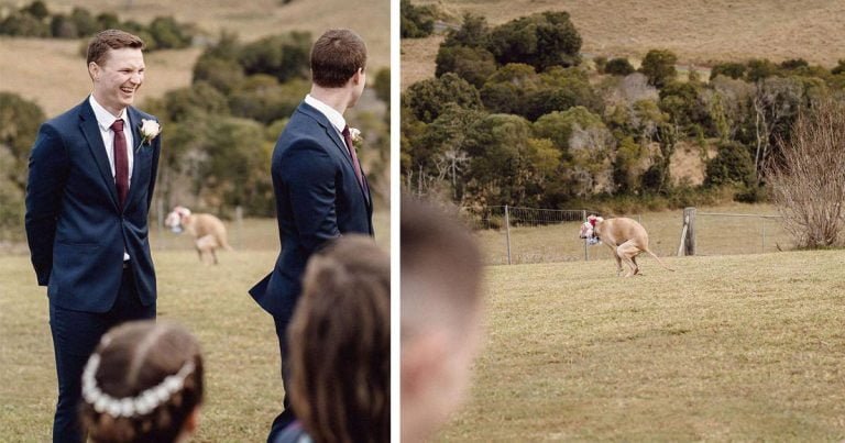 Perro se roba el show durante la ceremonia de boda de sus padres