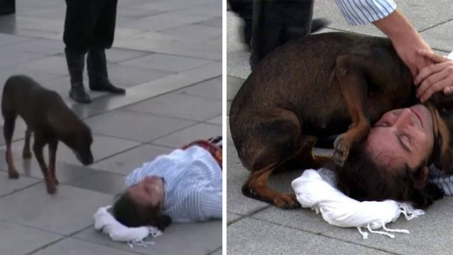 Perro sin hogar interrumpe actuación para consolar a actor en el suelo