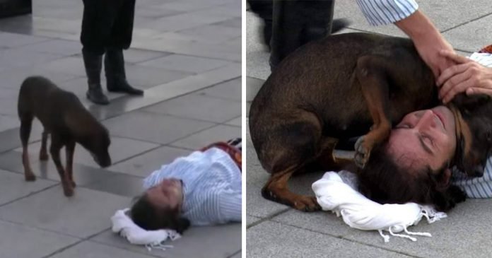 Perro sin hogar interrumpe actuación para consolar a actor en el suelo