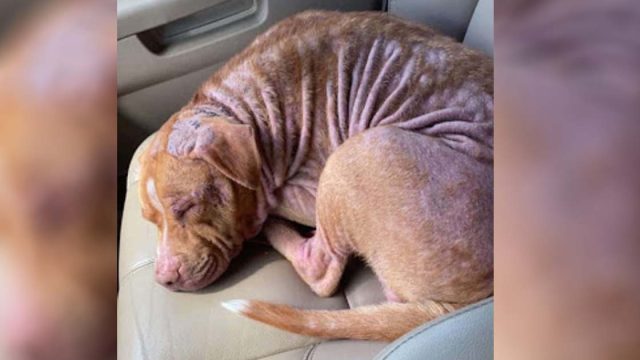 Perro sin hogar se queda dormido en el auto en cuanto lo rescatan