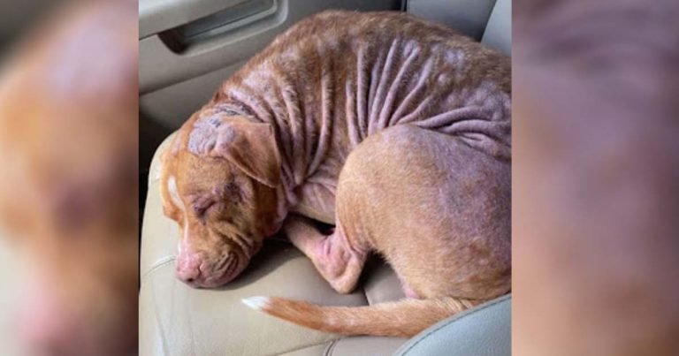 Perro sin hogar se queda dormido en el auto en cuanto lo rescatan