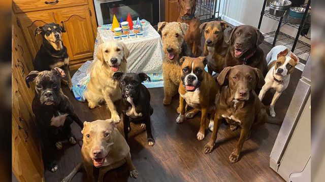 Perros tienen fiesta de cumpleaños más educada de todos los tiempos