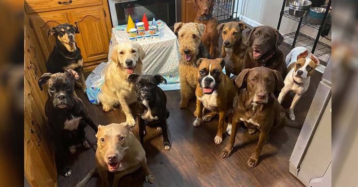 Perros tienen fiesta de cumpleaños más educada de todos los tiempos