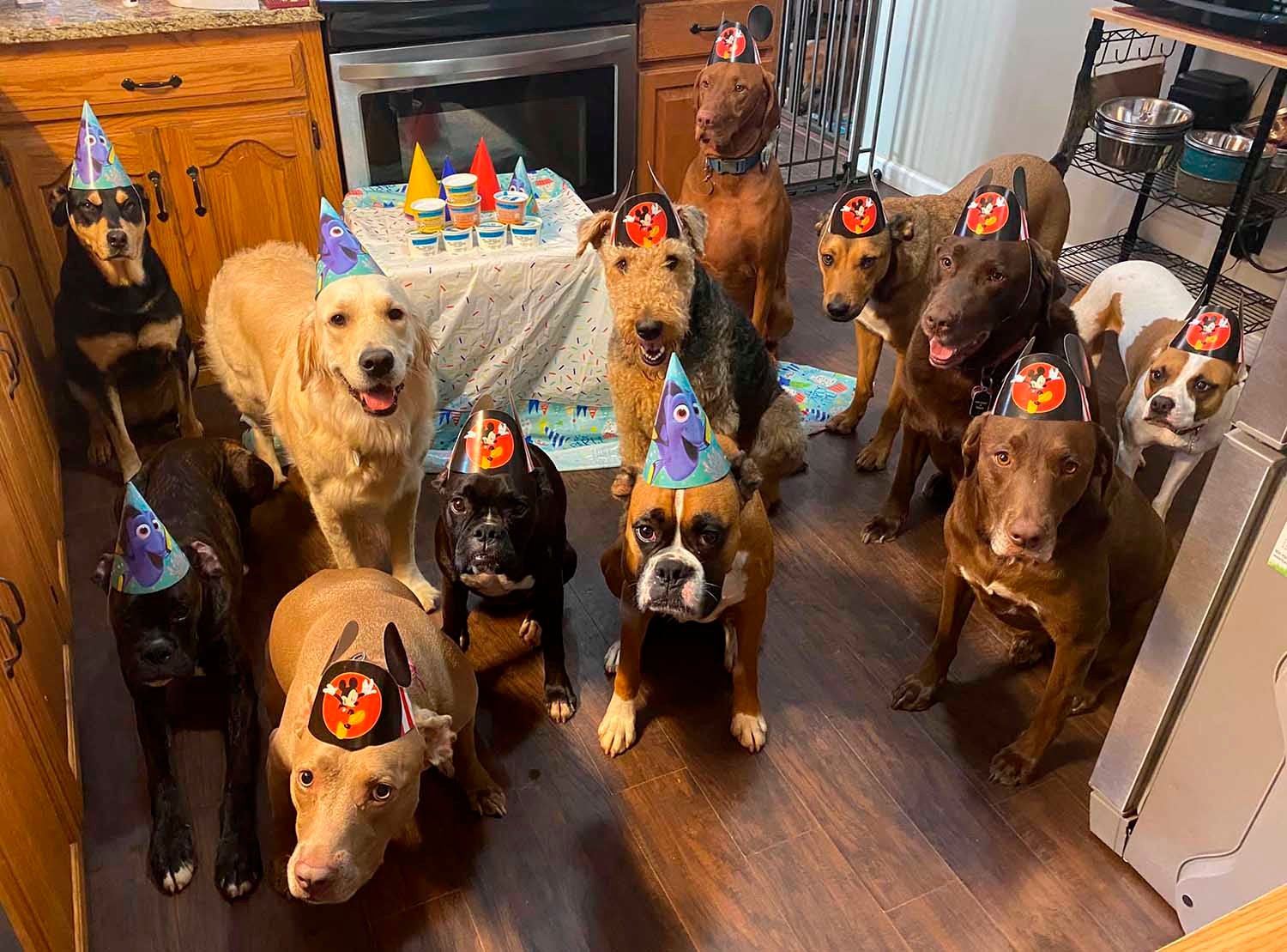 Perros tienen fiesta de cumpleaños
