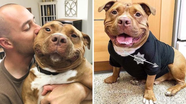 Pitbull no puede dejar sonreir despues adopcion