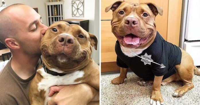 Pitbull no puede dejar sonreir despues adopcion