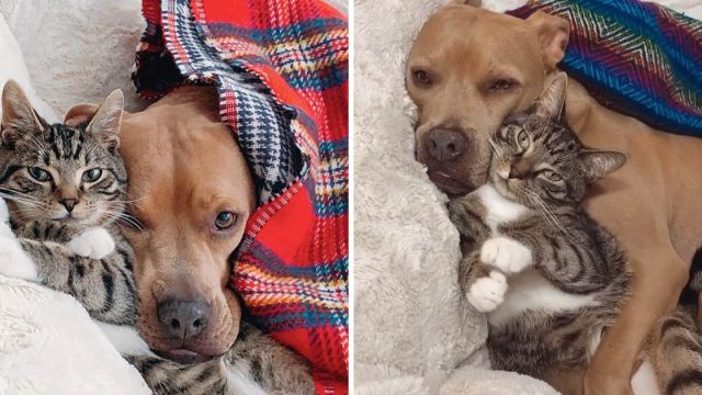 Pitbull rescatado enamora gatito