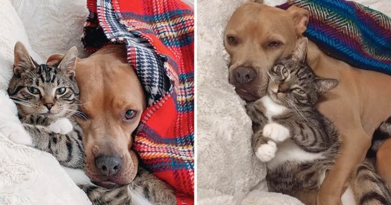 Pitbull rescatado enamora gatito