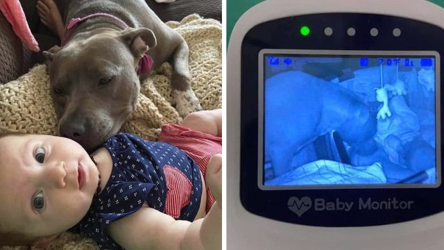 Pitbull siempre está revisando su nueva hermana para asegurarse que esté bien
