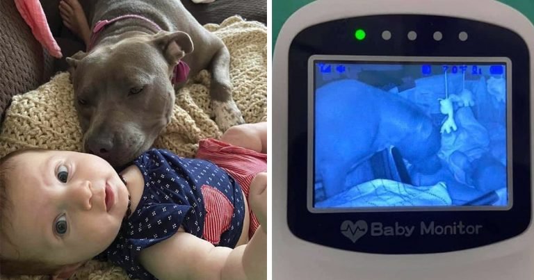 Pitbull siempre está revisando su nueva hermana para asegurarse que esté bien