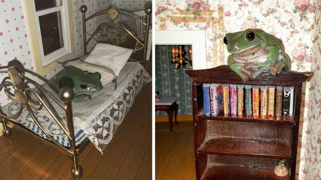 Ranas obtienen su propia casa de muñecas para jugar