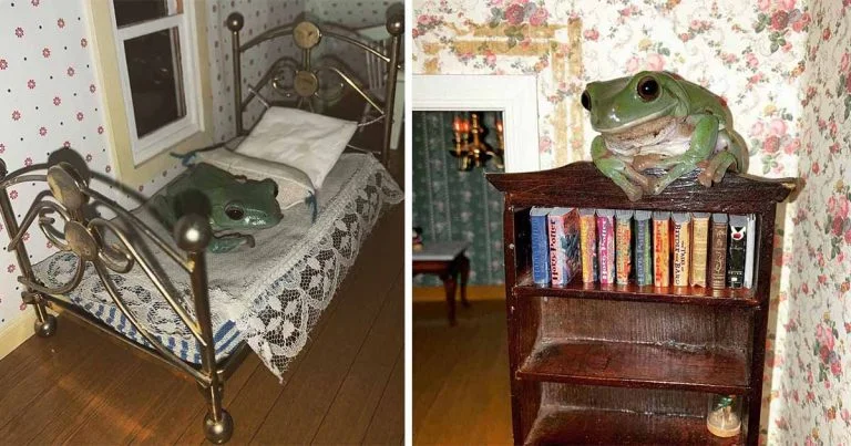 Ranas obtienen su propia casa de muñecas para jugar
