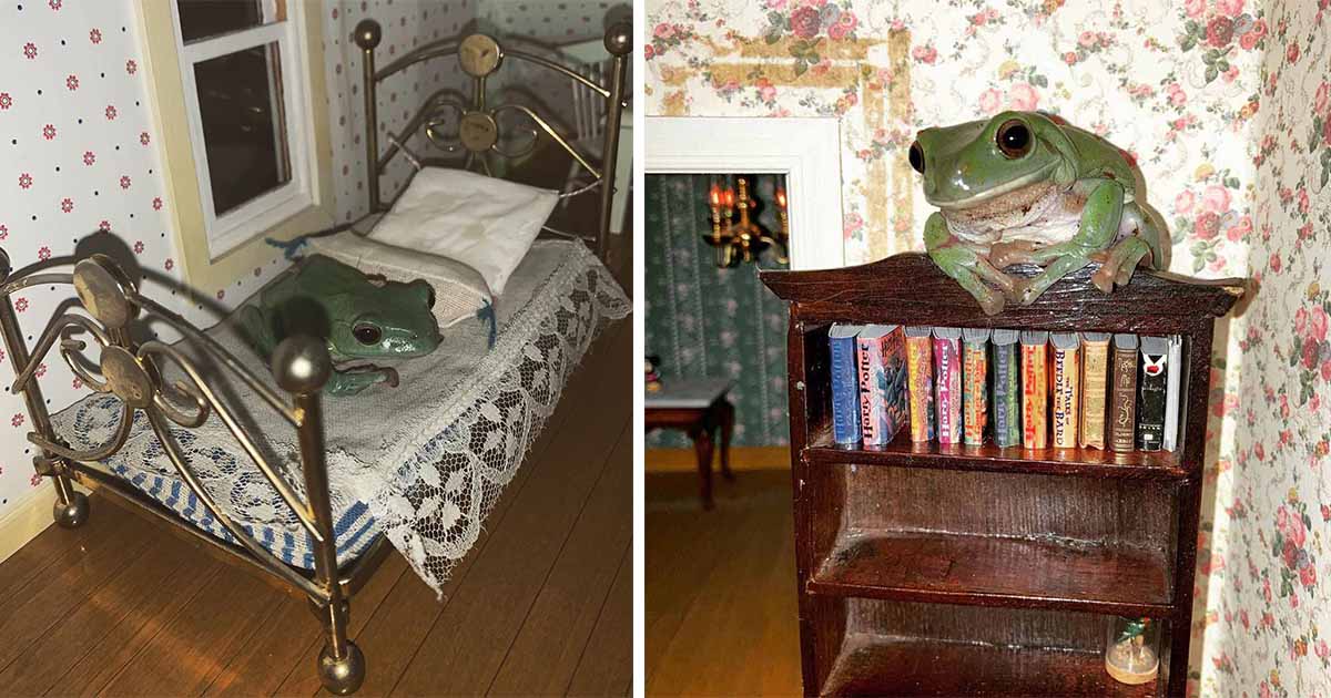 Ranas obtienen su propia casa de muñecas para jugar