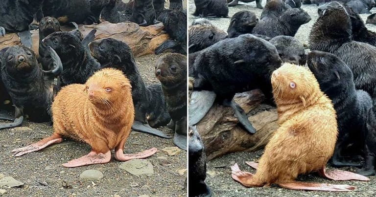 Rara foca podría tener que ser rescatada después de ser rechazada por su colonia