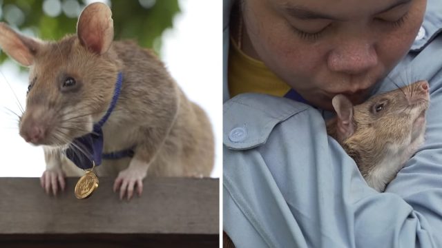 Rata gigante recibe medalla heroismo