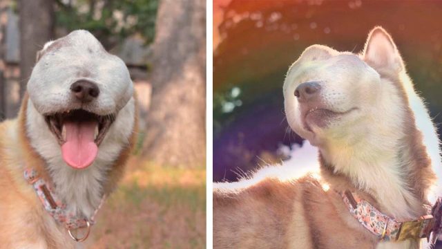 Rescatistas brindan mes inolvidable a esta perrita