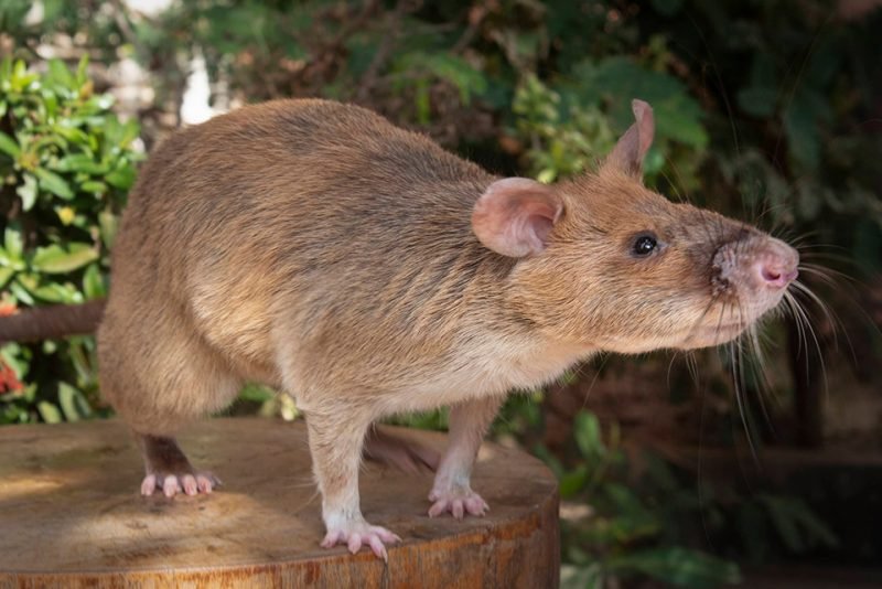 Rata gigante de desactivación de minas gana premio al héroe animal