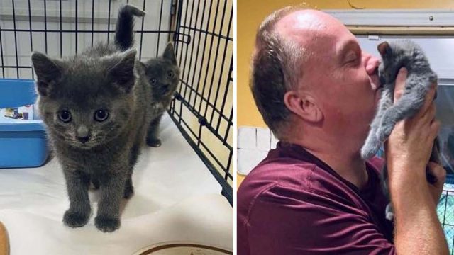 Trabajador de refugio adopta gatito que no paraba de maullarle