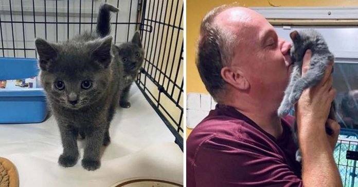Trabajador de refugio adopta gatito que no paraba de maullarle