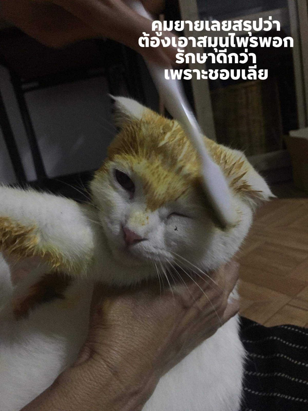 Mi Gato Empezo A Maullar Mucho