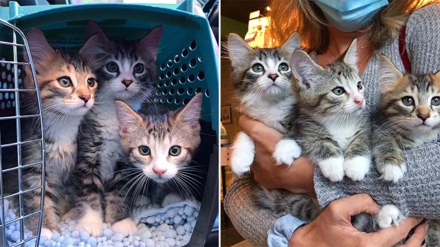 Tres gatitos unidos hacen realidad su sueño