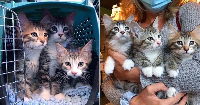 Tres gatitos unidos hacen realidad su sueño