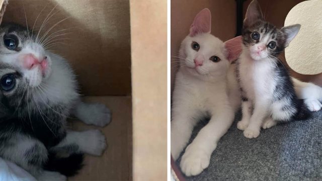 Tres gatos protegen a una gatita sin hogar