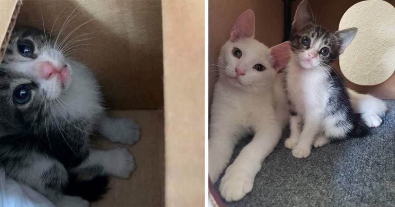 Tres gatos protegen a una gatita sin hogar
